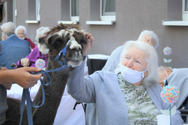 News_Tierischer Besuch_Alpaka