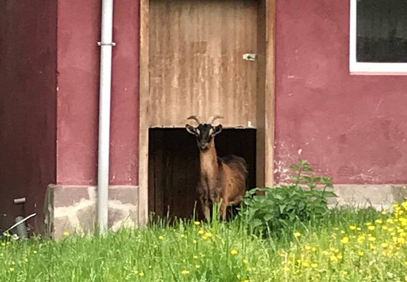 Ziege1_cut